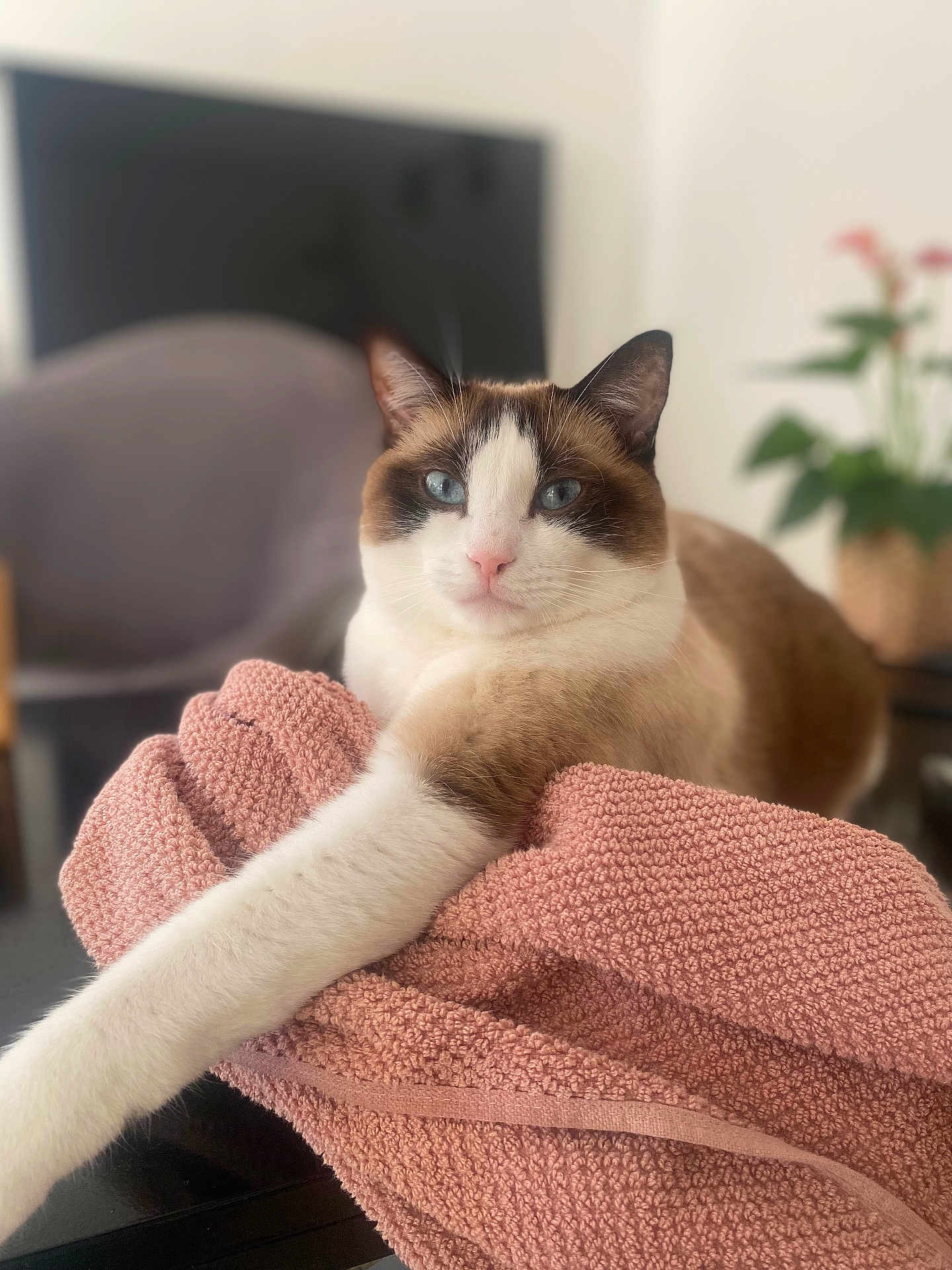 Nala