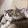 cat, feline, pets, blue_eyes, green_eyes, fur, whiskers, indoor, couch, relaxing, closeup, two_animals, domestic_animal, cute, companions, sitting, cozy, home, animal_portrait, soft_fur