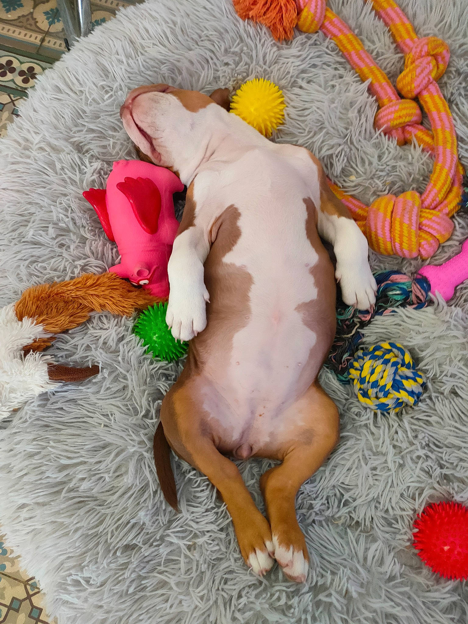 Tayna participe au concours pour gagner de l'argent avec cette photo : abdomen, canidae, child, comfort, companion_dog, dog_breed, fawn, fictional_character, fun, fur, human_body, linens, plush, sporting_group, stuffed_toy, tail, teddy_bear, toy, trunk, working_animal