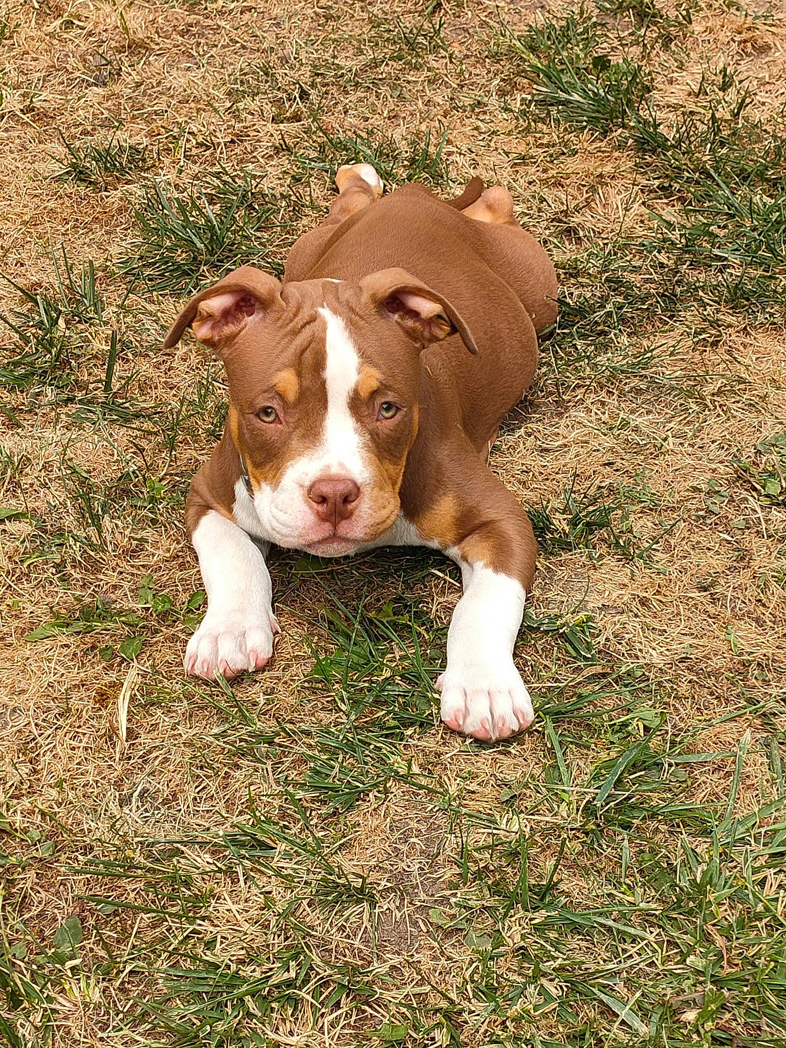 Tayna a rejoint le concours — aidez-le/la à gagner de superbes lots ! canidae, carnivore, companion_dog, dog, dog_breed, fawn, flooring, grass, hunting_dog, liver, non_sporting_group, plant, puppy, snout, sporting_group, terrestrial_animal, whiskers, working_animal, working_dog