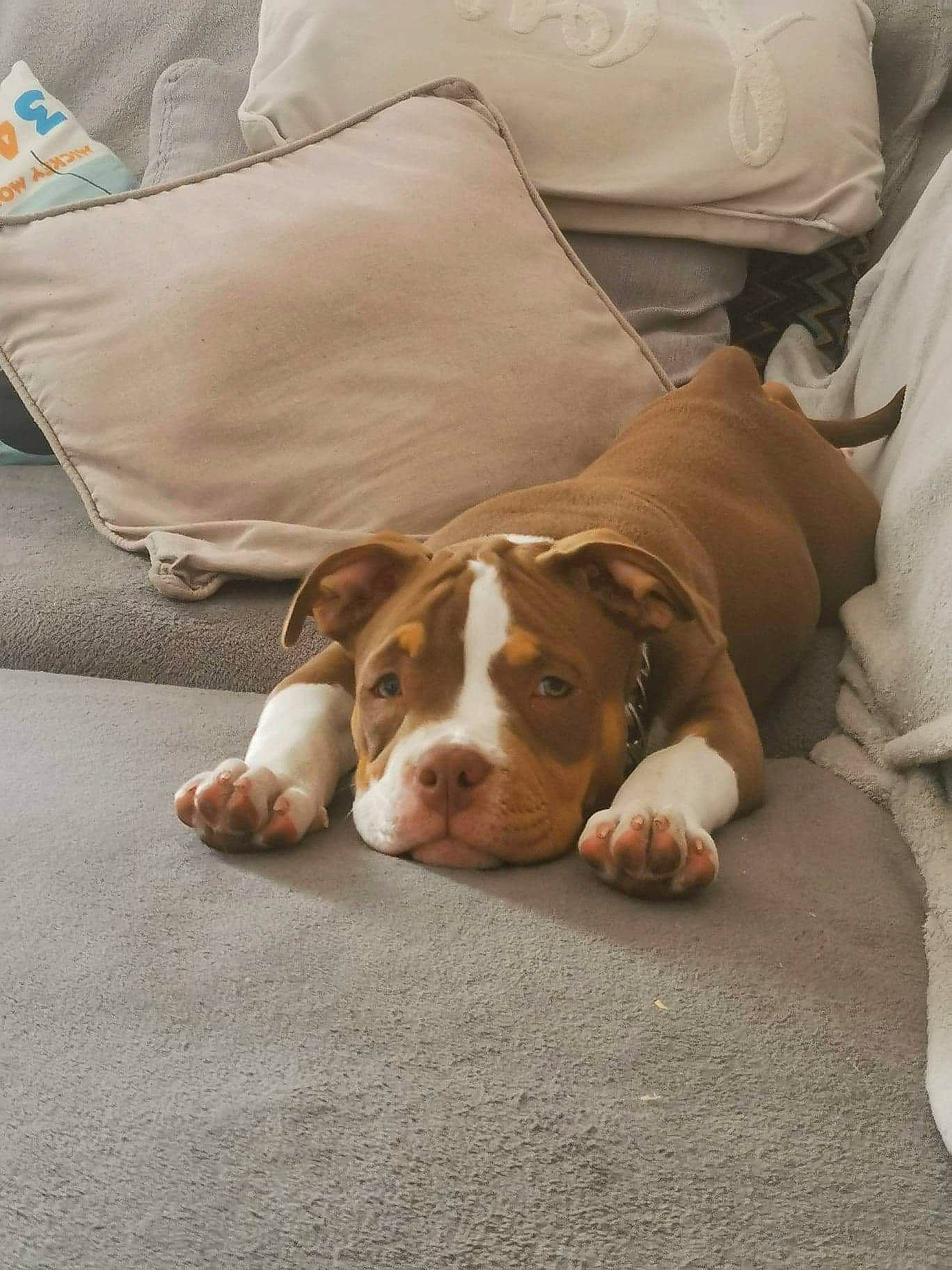 Tayna participe au concours pour gagner de l'argent avec cette photo : bedding, canidae, carnivore, comfort, companion_dog, dog, dog_breed, fawn, floor, flooring, fur, hardwood, linens, liver, non_sporting_group, sporting_group, whiskers, wood, working_animal