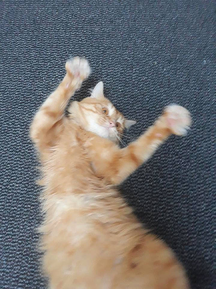 Garfield a rejoint le concours — aidez-le/la à gagner de superbes lots ! carnivore, cat, claw, european_shorthair, fawn, felidae, fur, german_rex, kitten, paw, polydactyl_cat, small_to_medium_sized_cats, tabby_cat, tail, turkish_angora, whiskers