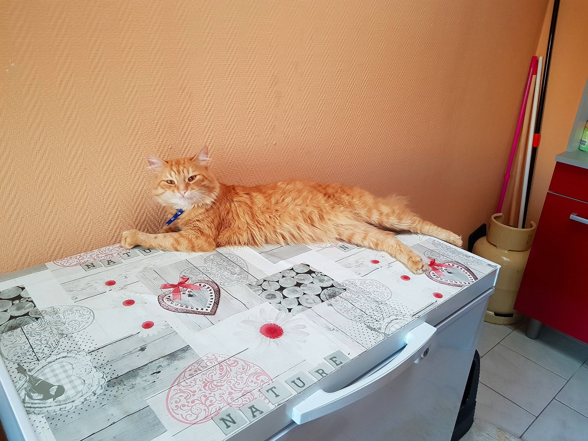 Garfield a rejoint le concours — aidez-le/la à gagner de superbes lots ! bed, carnivore, cat, domestic_short_haired_cat, european_shorthair, felidae, furniture, kitten, room, small_to_medium_sized_cats, whiskers