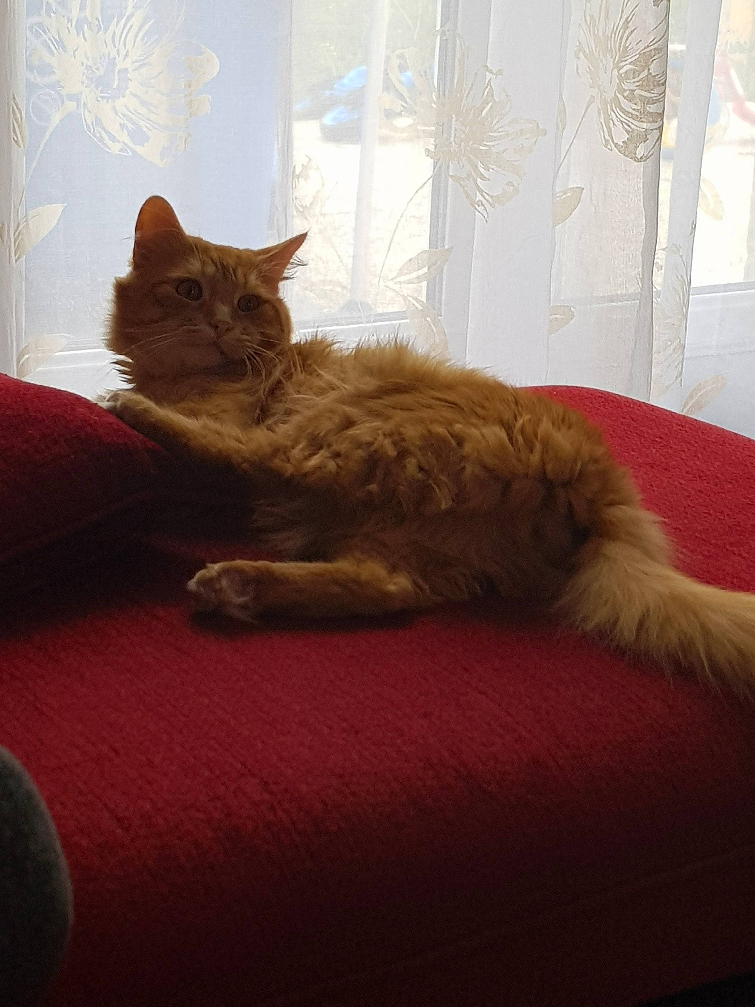 Garfield participe au concours pour gagner de l'argent avec cette photo : bed, carnivore, cat, comfort, couch, fawn, felidae, fur, furniture, kitten, maine_coon, room, small_to_medium_sized_cats, tabby_cat, tail, whiskers