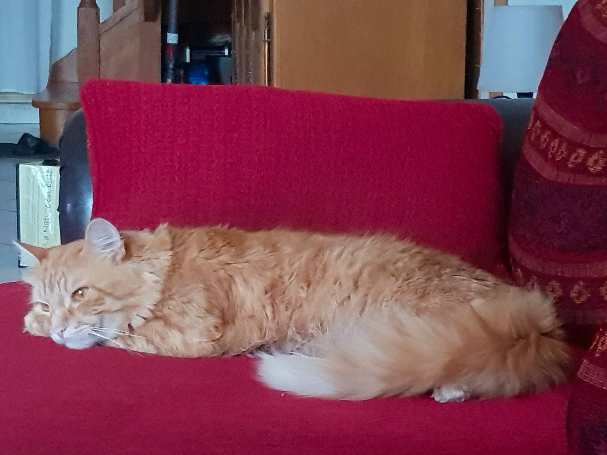 Garfield a rejoint le concours — aidez-le/la à gagner de superbes lots ! asian, british_longhair, british_semi_longhair, carnivore, cat, cymric, domestic_long_haired_cat, european_shorthair, fawn, felidae, fur, kitten, kurilian_bobtail, mammal, napoleon_cat, norwegian_forest_cat, persian, small_to_medium_sized_cats, tail, whiskers