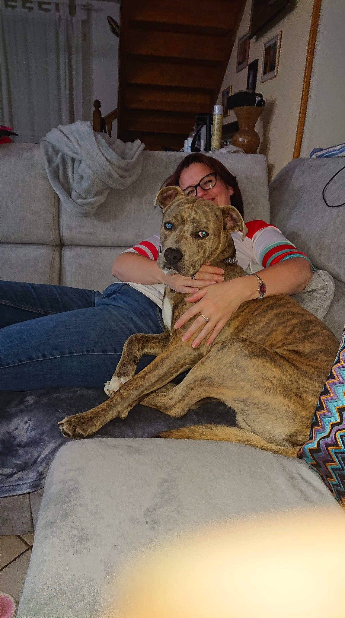 Kayser participe au concours pour gagner de l'argent avec cette photo : canidae, carnivore, dog, dog_breed, fawn, galgo_espanol, great_dane, guard_dog, lurcher, mammal, non_sporting_group, pit_bull, sitting