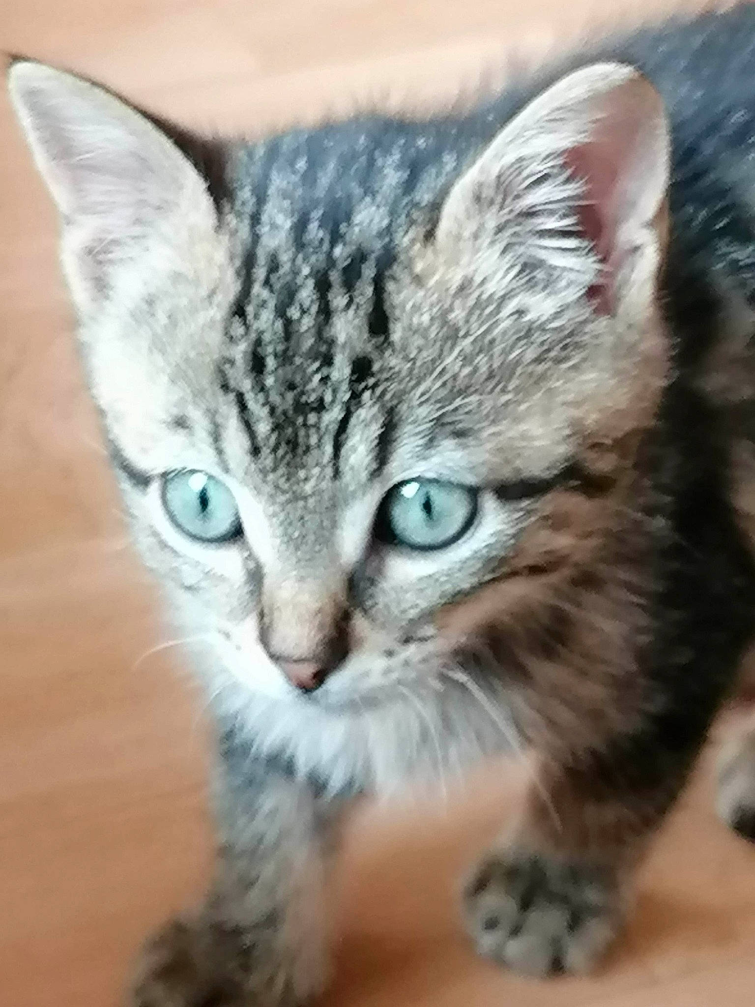 Poppy a rejoint le concours — aidez-le/la à gagner de superbes lots ! aegean_cat, american_shorthair, american_wirehair, asian, california_spangled, carnivore, cat, domestic_short_haired_cat, dragon_li, european_shorthair, eye, felidae, kitten, mammal, nose, small_to_medium_sized_cats, snout, tabby_cat, vertebrate, whiskers