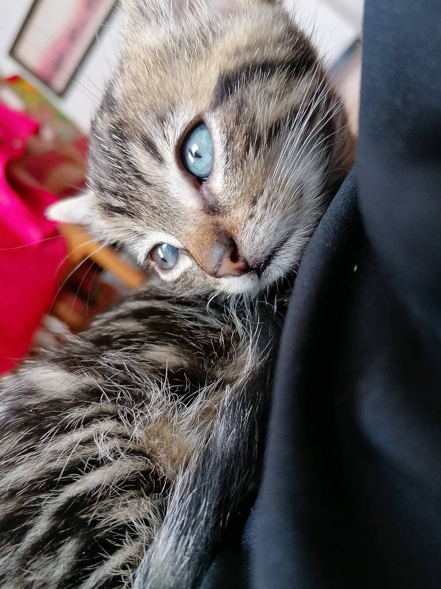 Poppy participe au concours pour gagner de l'argent avec cette photo : american_shorthair, asian, carnivore, cat, close_up, domestic_short_haired_cat, dragon_li, egyptian_mau, european_shorthair, eye, felidae, fur, kitten, mammal, paw, pixie_bob, small_to_medium_sized_cats, snout, tabby_cat, whiskers