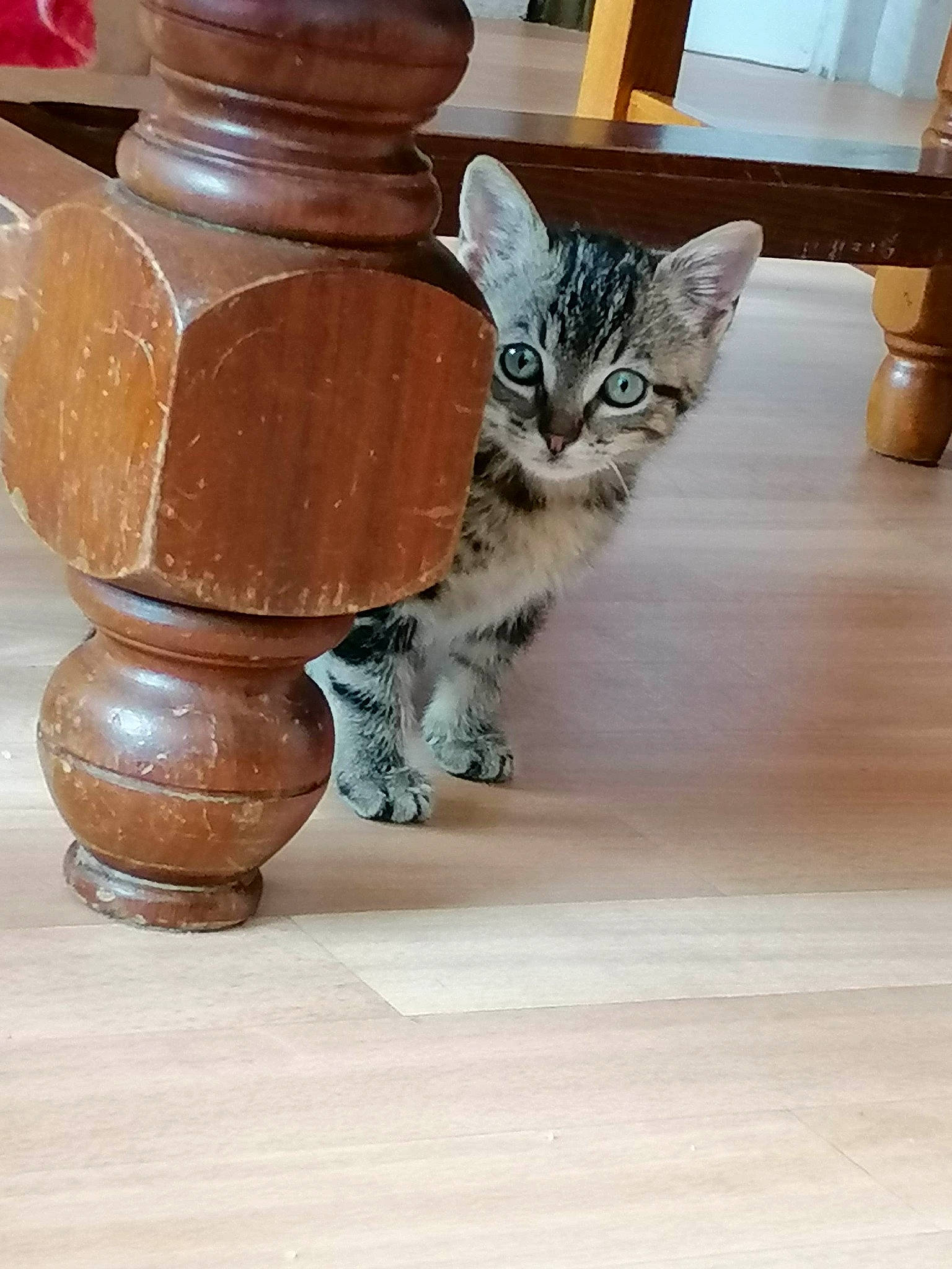 Poppy participe au concours pour gagner de l'argent avec cette photo : american_shorthair, asian, carnivore, cat, domestic_short_haired_cat, european_shorthair, fawn, felidae, floor, flooring, hardwood, kitten, munchkin, paw, small_to_medium_sized_cats, tabby_cat, table, tail, whiskers, wood