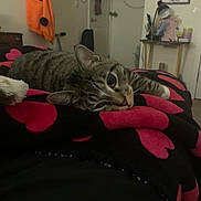 Neptune joined the competition — help win amazing prizes! animal, bedroom, blanket, cat, coat, cozy, cute, desk, door, furniture, heart_pattern, indoor, lamp, lying_down, pet, relaxation, resting, tabby, toy, whiskers