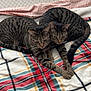 animal, bed, blanket, cat, companions, cozy, cute, feline, fur, home, indoor, pets, plaid, relaxed, resting, striped, tabby_cat, tail, two_cats, whiskers