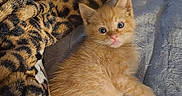 Milo joined the competition — help win amazing prizes! animal, blanket, cat, cozy, curious, cute, eyes, feline, floor, fur, ginger, indoor, kitten, leopard_print, paws, pet, resting, small, soft, young