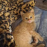 Milo joined the competition — help win amazing prizes! kitten, cat, animal, pet, feline, ginger, fur, blanket, leopard_print, cute, small, young, indoor, resting, cozy, soft, curious, eyes, paws, floor
