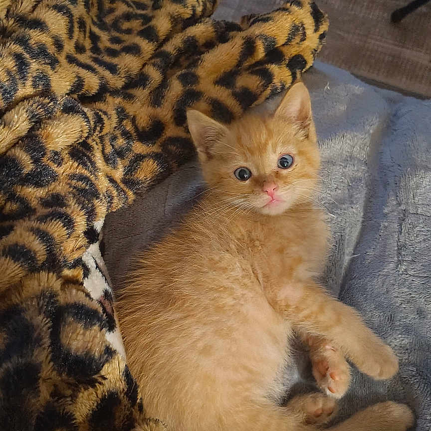 Milo joined the competition — help win amazing prizes! kitten, cat, animal, pet, feline, ginger, fur, blanket, leopard_print, cute, small, young, indoor, resting, cozy, soft, curious, eyes, paws, floor