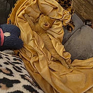 Milo is registered to the contest to win money with this photo: kitten, orange_cat, blanket, plush_toy, leopard_print, cushion, wooden_floor, indoor, pet, cozy, sleeping, soft_texture, animal, fur, resting, comfort, home, relaxation, small_animal, yellow