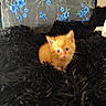 animal_portrait, black_blanket, blue_eyes, blue_flowers, comfort, cozy, curious, cute, domestic_cat, feline, flower_pattern, fluffy_blanket, indoor, kitten, orange_cat, pet, resting, small, soft_texture, young_animal