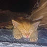 Milo joined the competition — help win amazing prizes! kitten, sleeping, orange_cat, close_up, paw, feline, pet, cute, resting, animal, fur, indoor, soft_surface, young_cat, adorable, mammal, whiskers, cozy, relaxing, domestic_cat