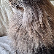 Youpi a rejoint le concours — aidez-le/la à gagner de superbes lots ! alert, animal, cat, close_up, cute, domestic_animal, ears, feline, fluffy, fur, indoor, long_hair, muzzle, paws, pet, portrait, side_view, sitting, soft_surface, whiskers