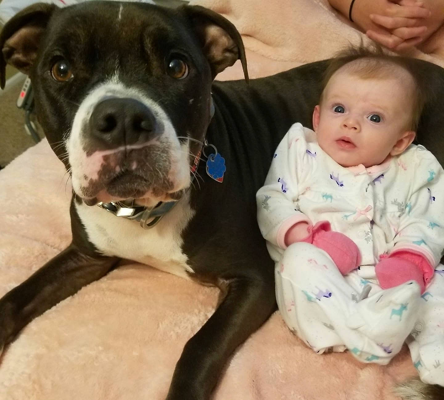 Arina joined the competition — help win amazing prizes! american_bulldog, american_pit_bull_terrier, american_staffordshire_terrier, bandog, canidae, carnivore, child, companion_dog, dog, dog_breed, fawn, non_sporting_group, nose, olde_english_bulldogge, person, pit_bull, puppy_love, sporting_group, staffordshire_bull_terrier, valley_bulldog