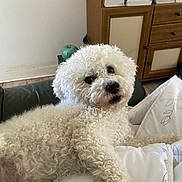 Bijou a rejoint le concours — aidez-le/la à gagner de superbes lots ! dog, white_dog, curly_fur, pet, indoor, blanket, furniture, cabinet, curious, cozy, relaxed, animal, companion, home, living_room, cute, small_dog, fluffy, looking_back, resting