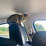 kitten, cat, car_interior, headrest, window, seat, person, ponytail, sunlight, shadow, greenery, animal, pet, young_cat, curious, indoor, transportation, feline, domestic_animal, travel