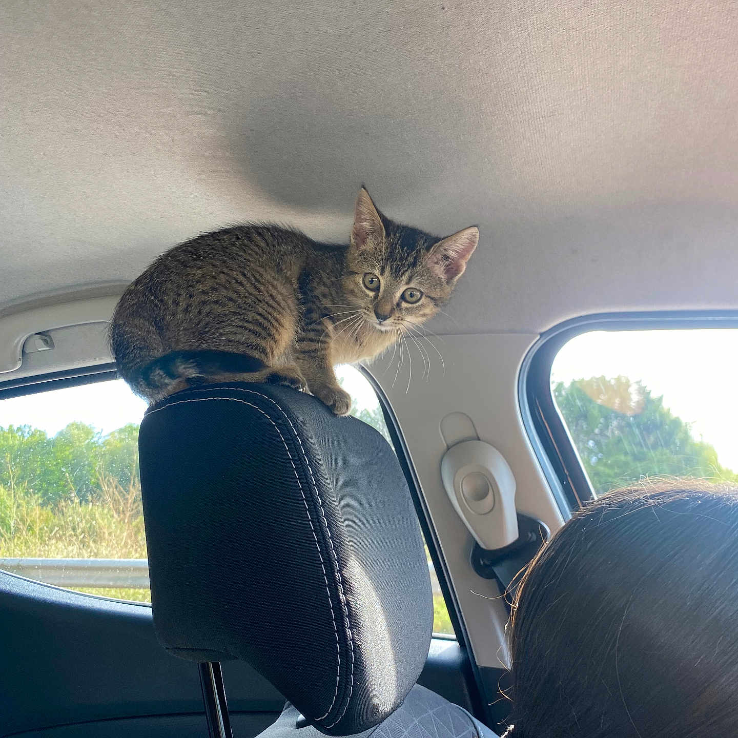 Nala participe au concours pour gagner de l'argent avec cette photo : animal, car_interior, cat, curious, domestic_animal, feline, greenery, headrest, indoor, kitten, person, pet, ponytail, seat, shadow, sunlight, transportation, travel, window, young_cat