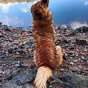 Loussy a rejoint le concours — aidez-le/la à gagner de superbes lots ! animal, calm, canine, cloudy_sky, daytime, dog, fur, landscape, leaves, nature, outdoor, reflection, rocks, rocky_shore, serene, sitting, tail, trees, water, wet