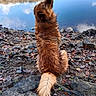 animal, calm, canine, cloudy_sky, daytime, dog, fur, landscape, leaves, nature, outdoor, reflection, rocks, rocky_shore, serene, sitting, tail, trees, water, wet