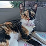 cat, calico_cat, pet, animal, feline, portrait, closeup, whiskers, green_eyes, pink_nose, pointed_ears, tricolor_fur, black_fur, orange_fur, white_fur, collar, indoors, window, blanket, alert