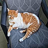 cat, orange_cat, white_cat, pet, animal, feline, lounging, sitting, relaxed, paws, whiskers, ears, green_eyes, fur, tabby, indoor, chair, patterned_fabric, portrait, domestic_animal