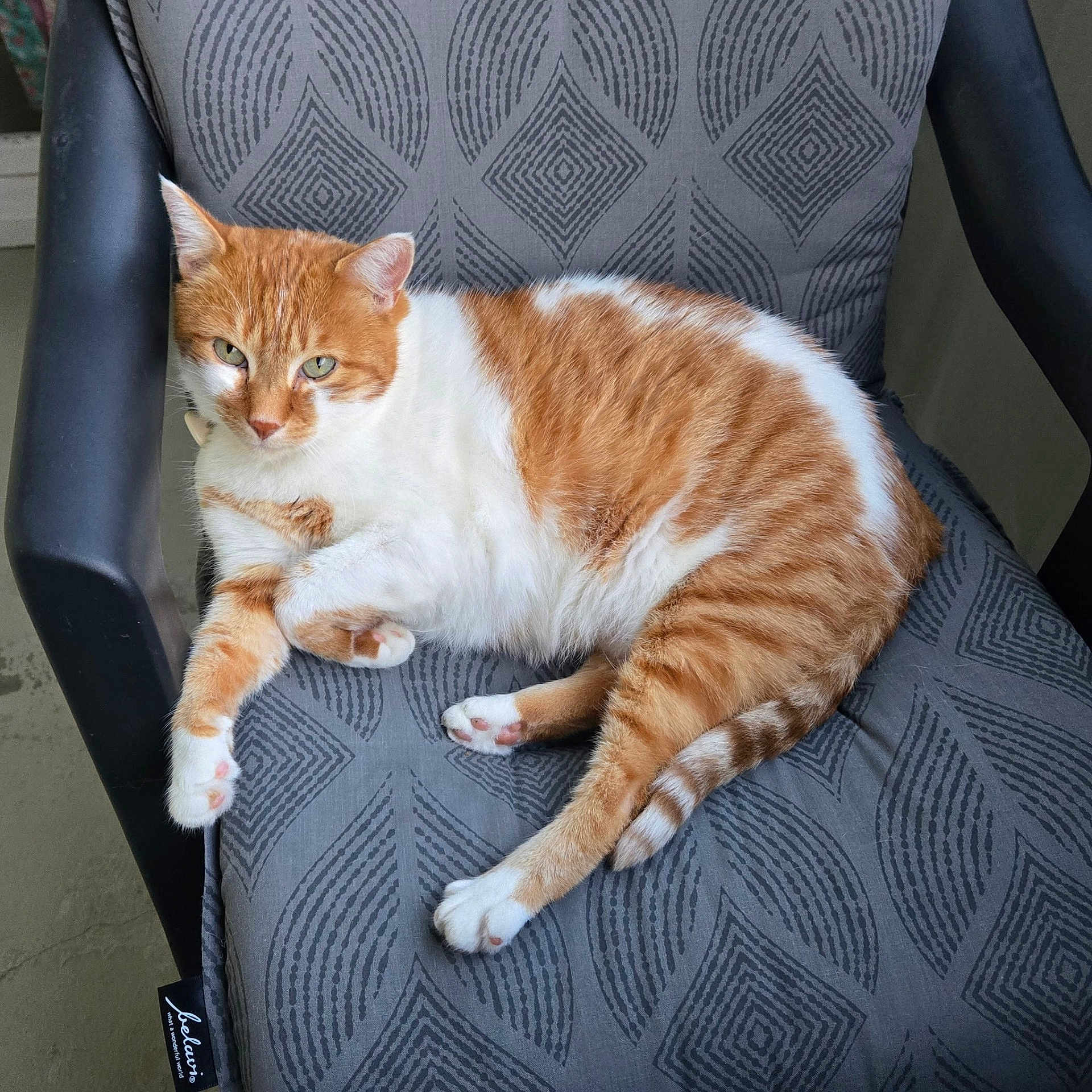 Biscuit a rejoint le concours — aidez-le/la à gagner de superbes lots ! cat, orange_cat, white_cat, pet, animal, feline, lounging, sitting, relaxed, paws, whiskers, ears, green_eyes, fur, tabby, indoor, chair, patterned_fabric, portrait, domestic_animal