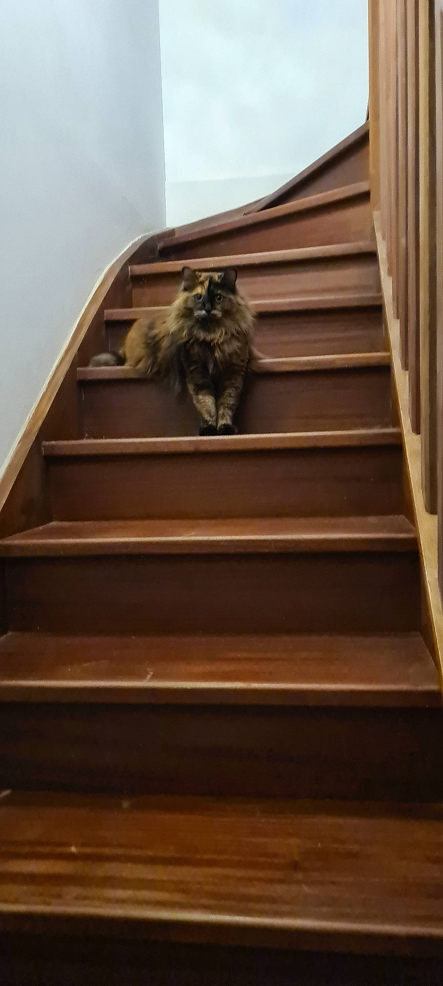 Princesse a rejoint le concours — aidez-le/la à gagner de superbes lots ! animal, black, brown, calm, cat, curious, feline, fluffy, fur, home, indoor, looking_at_camera, multi-colored, orange, pet, quiet, relaxed, resting, stairs, wooden_stairs