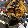 cat, tortoiseshell_cat, pet, animal, feline, fluffy, bed, blanket, paws, shelf, dvd, book, indoor, cozy, resting, fur, mammal, looking, closeup, home