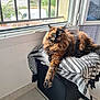 cat, tortoiseshell_cat, window, blanket, ottoman, indoor, furniture, pet, fur, paw, relaxed, sunlight, tile_floor, home, resting, animal, cozy, pattern, stretching, looking