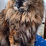 cat, tortoiseshell, fluffy, pet, animal, feline, indoor, sitting, fur, whiskers, ears, eyes, blanket, blue, cozy, domestic, portrait, closeup, calm, relaxed