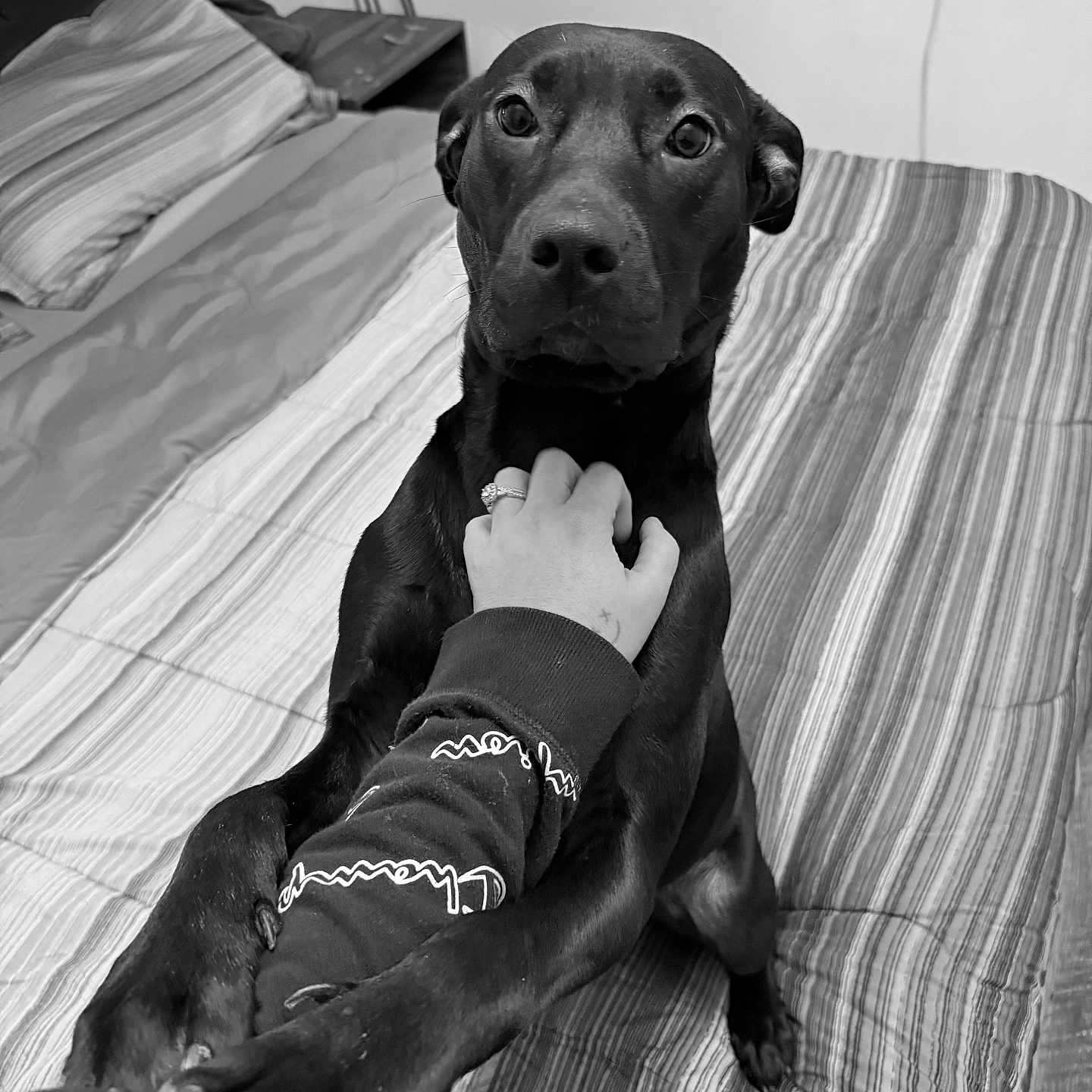 Tequila joined the competition — help win amazing prizes! animal, bed, bedroom, bodypart, canine, clothing, couch, cushion, dog, finger, furniture, hand, hound, indoors, labradorretriever, person, pet, puppy, room, shorts