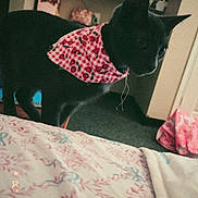 Boots joined the competition — help win amazing prizes! cat, black_cat, bandana, cherry_pattern, indoor, bedspread, bookshelf, books, fan, blanket, carpet, furniture, pet, animal, domestic, cozy, vintage_filter, room, curious, standing