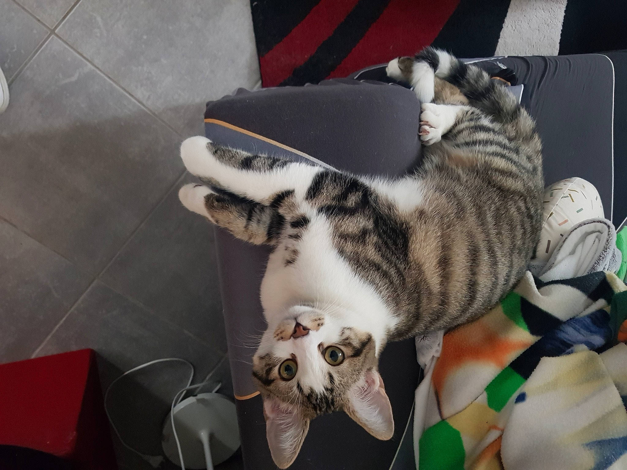 Marvel participe au concours pour gagner de l'argent avec cette photo : audio_equipment, canidae, carnivore, cat, claw, collar, comfort, dog_breed, domestic_short_haired_cat, fang, felidae, flooring, fur, metal, paw, small_to_medium_sized_cats, snout, tail, terrestrial_animal, whiskers