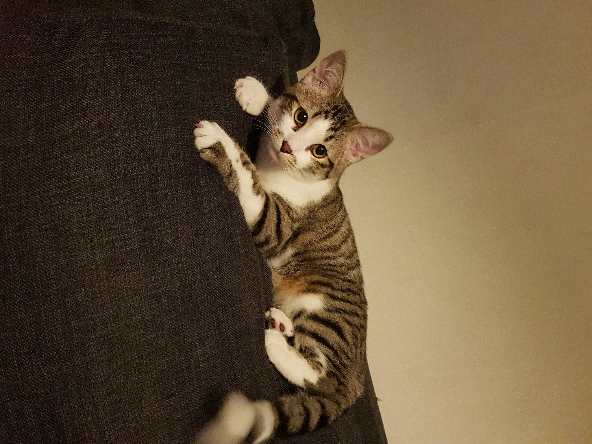 Marvel a rejoint le concours — aidez-le/la à gagner de superbes lots ! carnivore, cat, darkness, domestic_short_haired_cat, fawn, felidae, fur, gesture, paw, small_to_medium_sized_cats, snout, tail, terrestrial_animal, whiskers, wildlife, wood