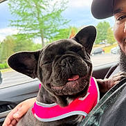 Sammie is registered to the contest to win money with this photo: dog, french_bulldog, pet, smiling, happy, car, man, beard, cap, pink_harness, window, tree, outdoor, daylight, tongue_out, animal, closeup, lap, seated, portrait
