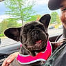 dog, french_bulldog, pet, smiling, happy, car, man, beard, cap, pink_harness, window, tree, outdoor, daylight, tongue_out, animal, closeup, lap, seated, portrait
