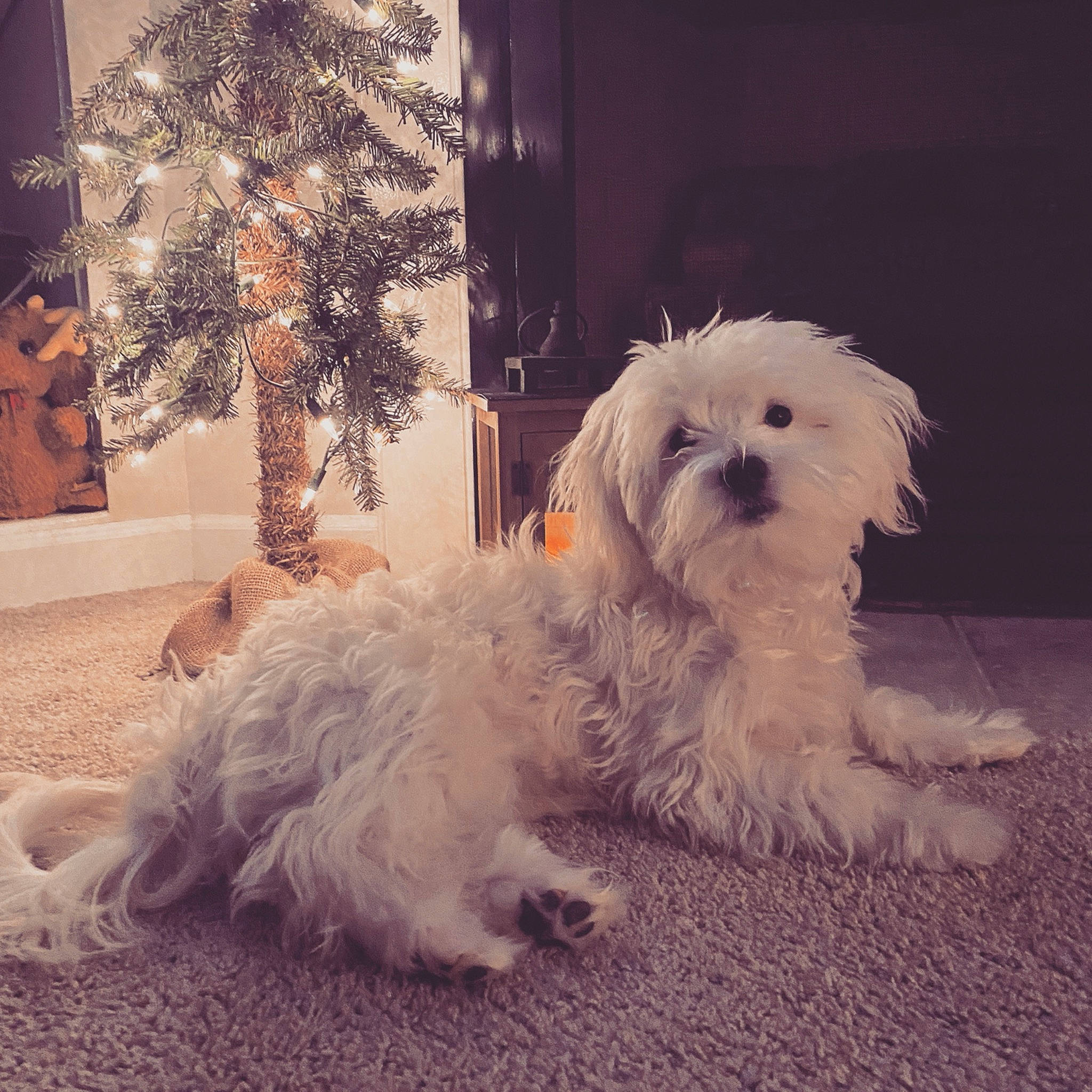 Indiana is registered to the contest to win money with this photo: canidae, carnivore, cloud, cockapoo, companion_dog, dog, dog_breed, fur, non_sporting_group, poodle_crossbreed, puppy, puppy_love, shih_poo, small_terrier, snout, sporting_group, terrier, toy_dog, working_animal, yorkipoo