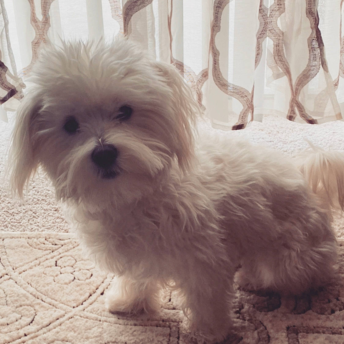 Indiana is registered to the contest to win money with this photo: canidae, carnivore, companion_dog, dog, dog_breed, dog_supply, eye, fawn, fur, happy, mal_shi, puppy_love, shih_tzu, small_terrier, snout, terrestrial_animal, terrier, toy_dog, whiskers, working_animal