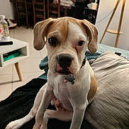 Django a rejoint le concours — aidez-le/la à gagner de superbes lots ! dog, puppy, indoor, couch, lamp, pillow, table, floor, tile_floor, collar, pet, brown_and_white, sitting, cute, animal, home, furniture, domestic_animal, young, looking_at_camera