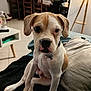 dog, puppy, indoor, couch, lamp, pillow, table, floor, tile_floor, collar, pet, brown_and_white, sitting, cute, animal, home, furniture, domestic_animal, young, looking_at_camera