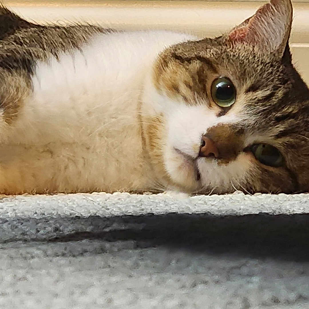 Taraji Phantasia is registered to the contest to win money with this photo: cat, tabby, indoor, carpet, furniture, resting, pet, animal, curious, closeup, whiskers, ears, eyes, soft, cozy, home, relaxed, cute, fur, laying_down