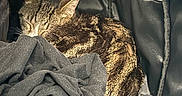 Ares a rejoint le concours — aidez-le/la à gagner de superbes lots ! animal, blanket, brown, carrier, cat, close_up, cozy, curled_up, ears, fabric, furry, indoors, nap, pet, pet_carrier, resting, sleeping, striped, tabby, whiskers