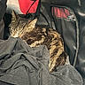Ares a rejoint le concours — aidez-le/la à gagner de superbes lots ! animal, bag, cat, closed_eyes, clothing, cozy, curled_up, fabric, feline, indoors, nap, pet, pointed_ears, portrait, relaxed, sleeping, striped_fur, tabby, travel_bag, whiskers