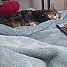 Ares participe au concours pour gagner de l'argent avec cette photo : animal, bed, bedroom, blanket, book, cat, cozy, cushion, desk, electronics, home, indoors, lying_down, nap, pet, relaxed, sleeping, striped_fur, tabby_cat, whiskers