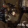 alert, animal, bed, bedroom, blanket, cat, close_up, cozy, ears, eyes, indoors, pet, portrait, shadows, sitting, striped_fur, sunlight, tabby_cat, whiskers, white_chest